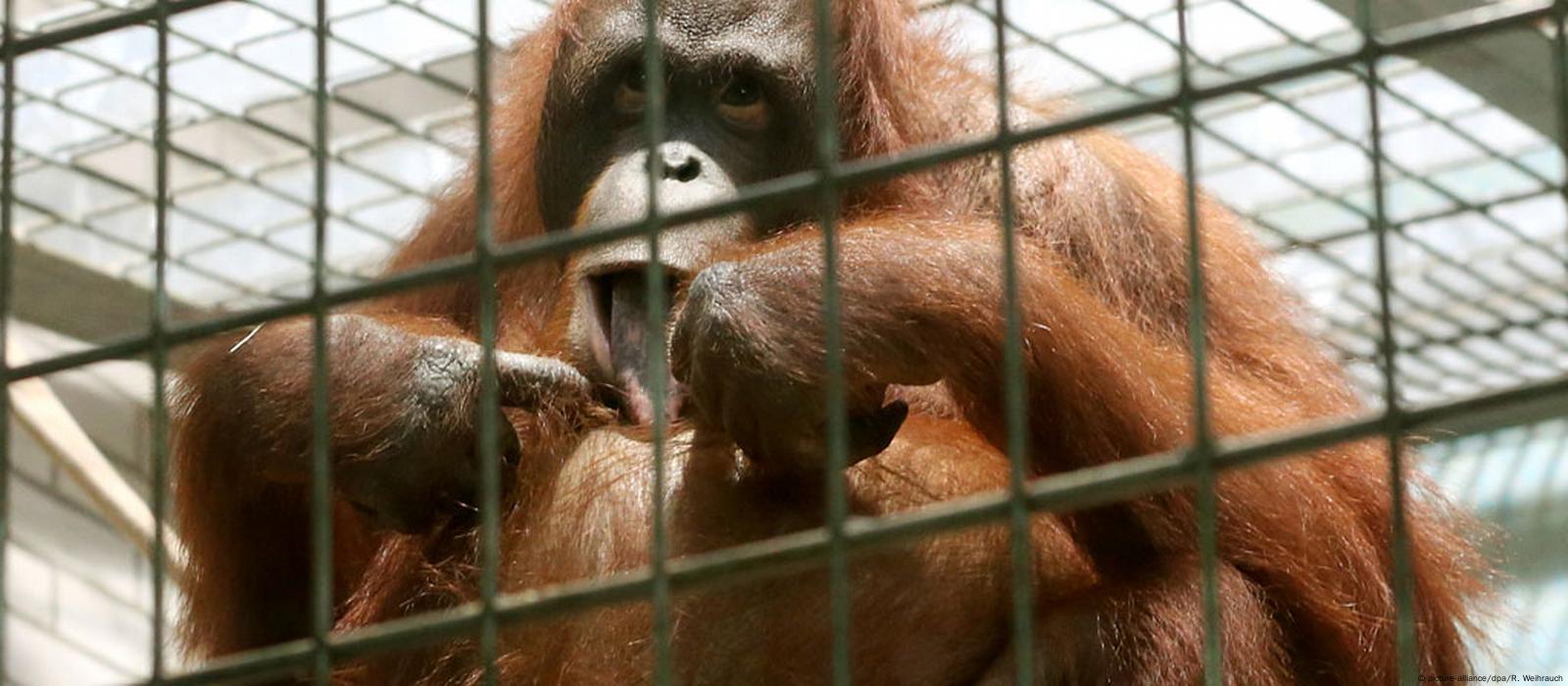 Orangutan at Germany's Allwetter Zoo cleans the windows