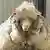 Australien wildes Schaf 40 Kg Wolle