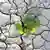 A small plant sits amid in the cracked earth