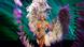 Miss Argentinien Valentina Ferrer Miss Argentinien Valentina Ferrer