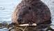 A beaver gnawing on a branch in Germany A beaver gnawing on a branch in Germany