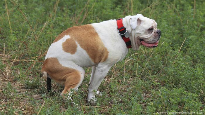 Englische Bulldogge Wiese Kot
