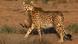 Asiatic cheetah Asiatic cheetah