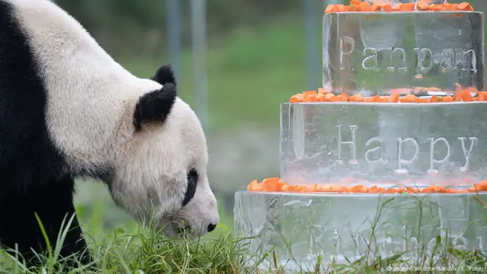 Tier Panda-Papa Geburtstagsfeier