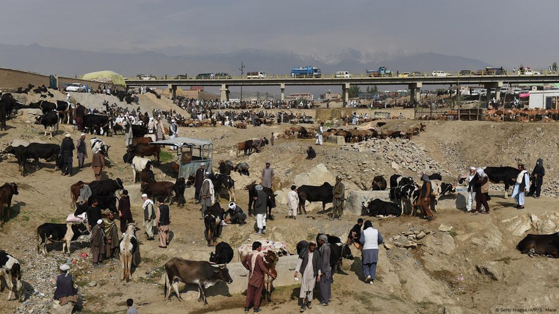 کانګو په پسونو، غواګانو، وزو او نورو حیواناتو کې د خفیفې تبې په شکل موجوده وي چې انسانانو ته د مستقیم تماس له لارې له سرایت وروسته په بارز شکل اعراض او اعلایم ورکوي. کانګو په پسونو، غواګانو، وزو او نورو حیواناتو کې د خفیفې تبې په شکل موجوده وي چې انسانانو ته د مستقیم تماس له لارې له سرایت وروسته په بارز شکل اعراض او اعلایم ورکوي.