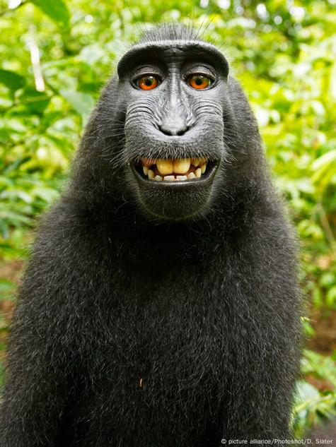 Macaco que tirou uma selfie é a personalidade do ano para a PETA