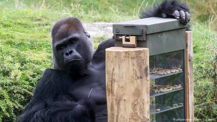 10 Facts You Probably Didn T Know About Great Apes Science In Depth Reporting On Science And Technology Dw 15 04 16