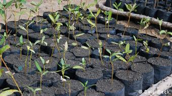 Mosambik Mangroven-Baumschule