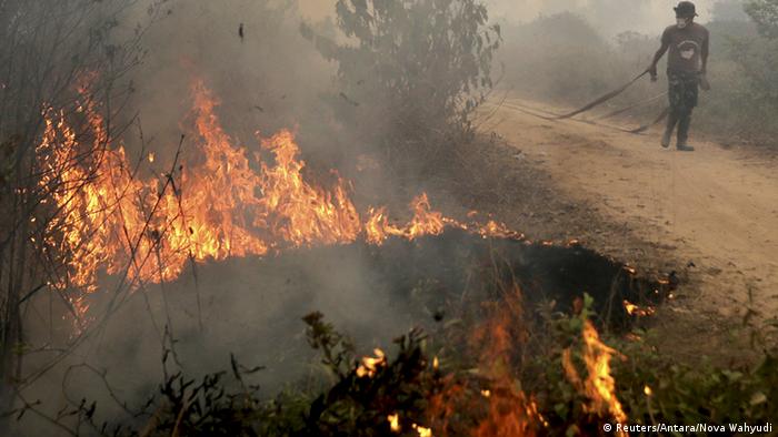 Artikel opini tentang kebakaran hutan