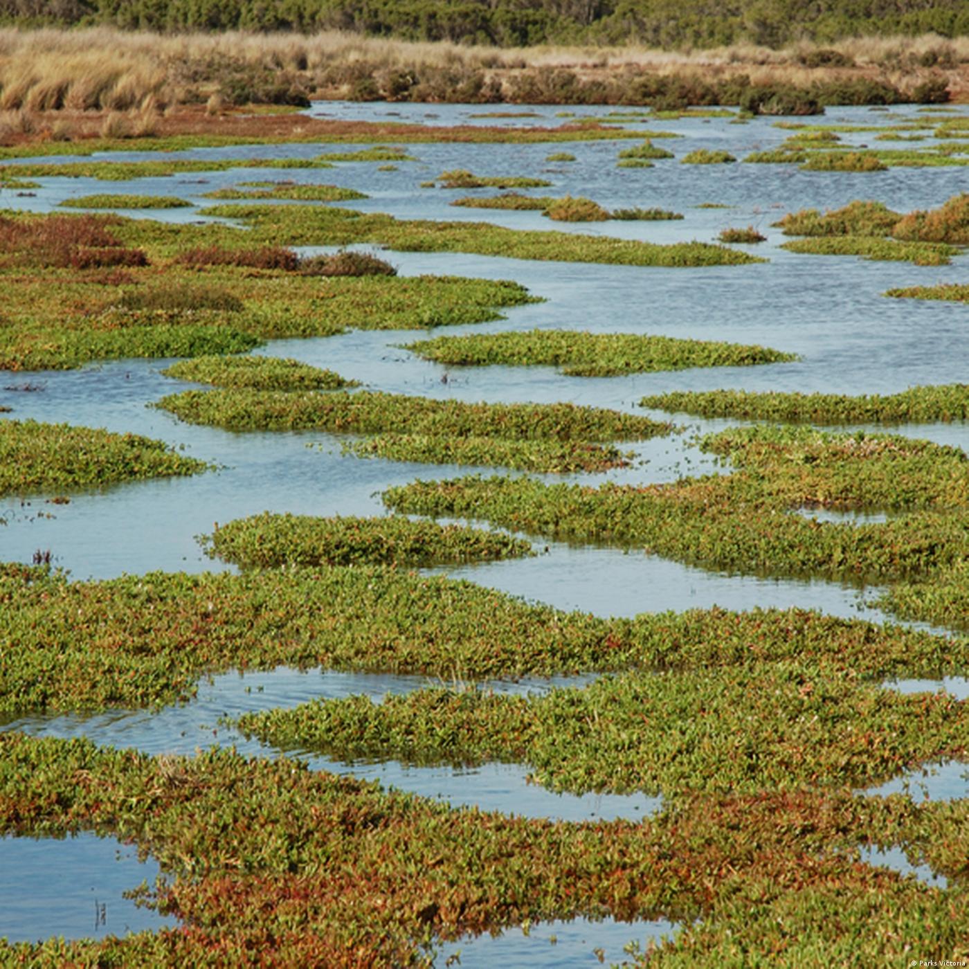 Living Planet: Wet wonderlands