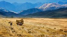 A farmer harvests in a crop field in Yili, Xinjiang Autonomous Region, October 3, 2015. The world's largest makers of tractors and combines are finding a rare opportunity for growth in China despite a sharp slowdown in the world's No. 2 economy, with big farm machines in demand as the rural labor force shrinks and plot sizes grow. Picture taken October 3, 2015. REUTERS/China Daily CHINA OUT. NO COMMERCIAL OR EDITORIAL SALES IN CHINA TPX IMAGES OF THE DAY