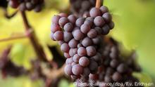 Weinlandschaften in Deutschland