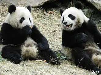赠台大熊猫正在享受美食。
