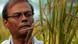 Philippinen Dr. Swapan Datta Reis Zucht Philippinen Dr. Swapan Datta Reis Zucht