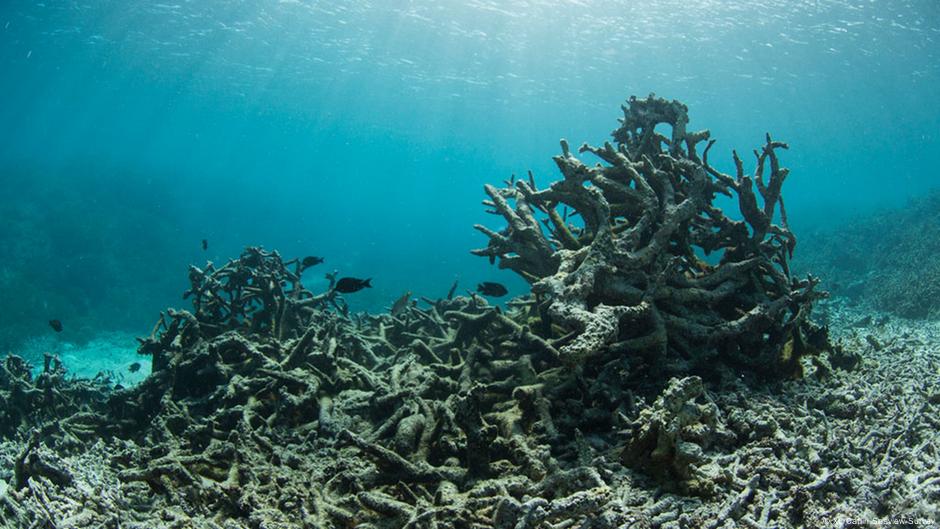 Korallenbleiche Bedroht Zwei Drittel Des Great Barrier Reefs Wissen Umwelt Dw 11 04 2017