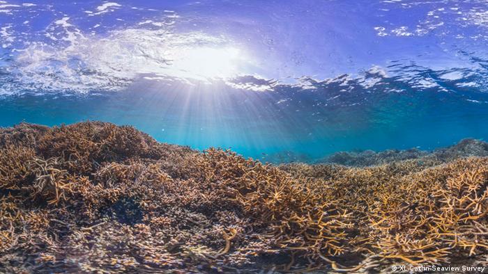 Korallbleiche (XL Catlin Seaview Survey)