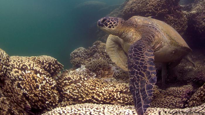 Green turtle on a bleached coral reef in Hawaii. XL Catlin Seaview Survey.