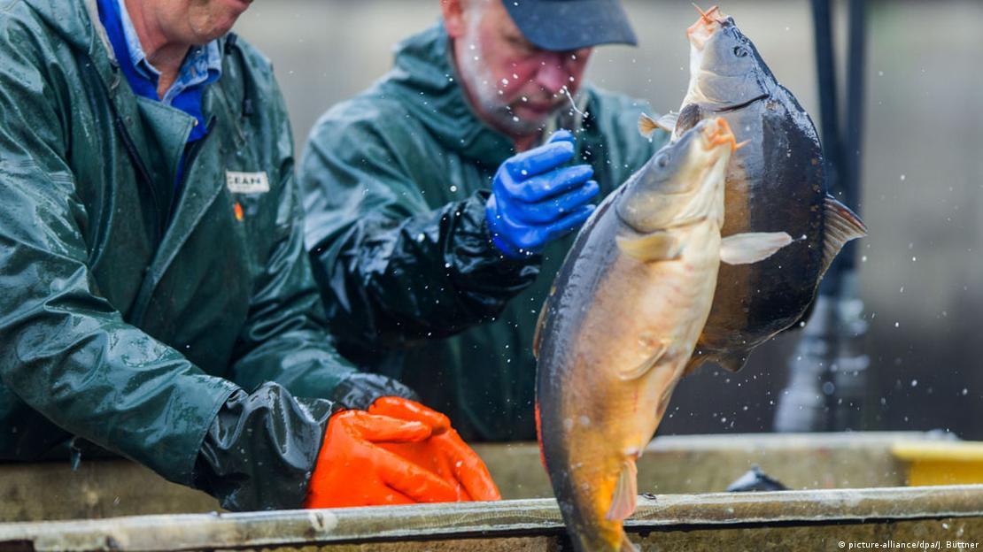 Карп из далекого Средневековья Карп из далекого Средневековья