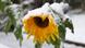 Sunflower covered with snow, Copyright: Jörg Taron/dpa Sunflower covered with snow, Copyright: Jörg Taron/dpa