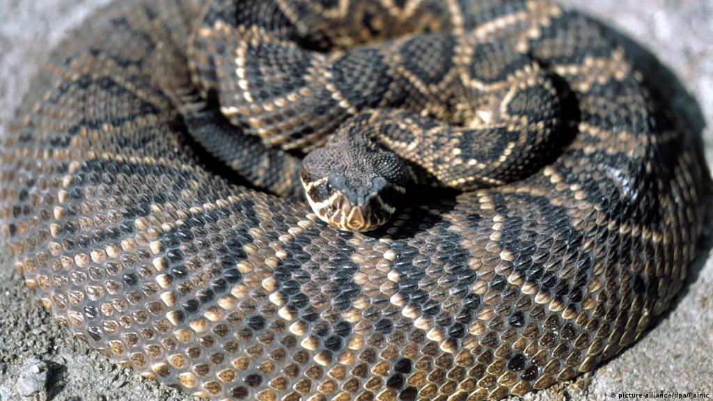 Saving Canada S Only Desert Environment All Topics From Climate Change To Conservation Dw 12 08 16