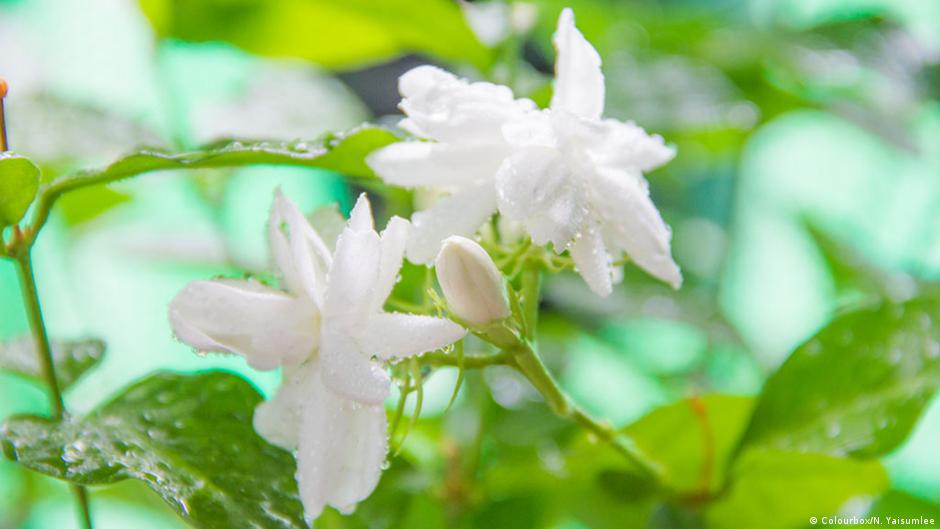 The scent of vanilla DW 12/24/2015