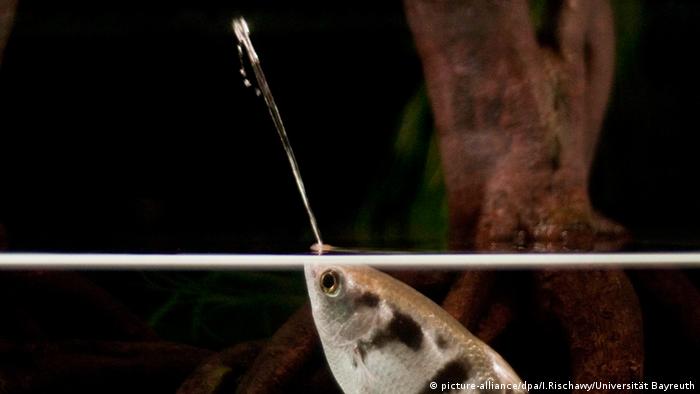 Ikan pemanah memiliki akurasi tembakan yang tepat