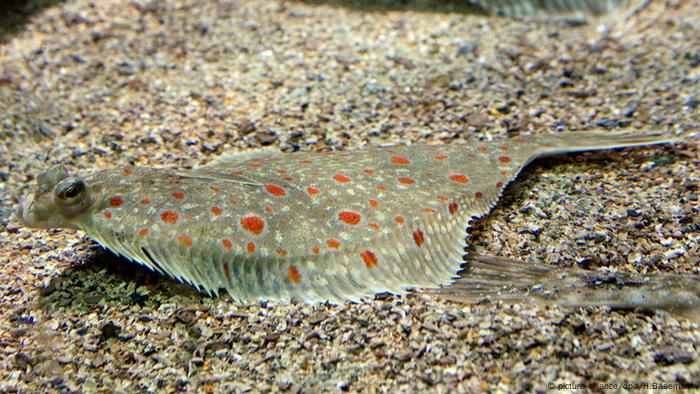 Flatfish (Pleuronectes platessa)