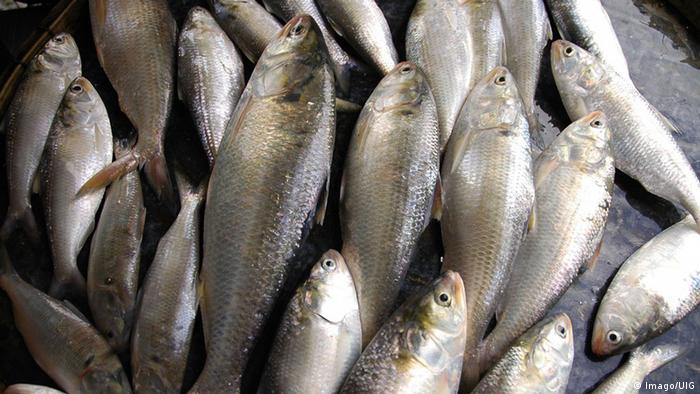 Bangladesch Hilsa Fisch