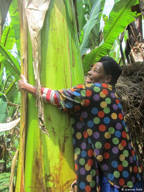 Photo: A woman hugs an ensete plant