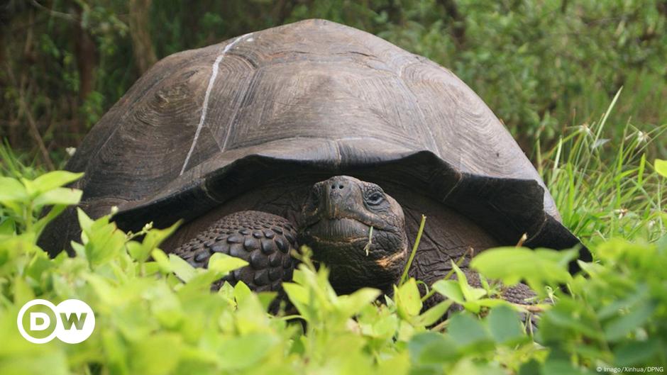 15 giant Galápagos tortoises found slaughtered