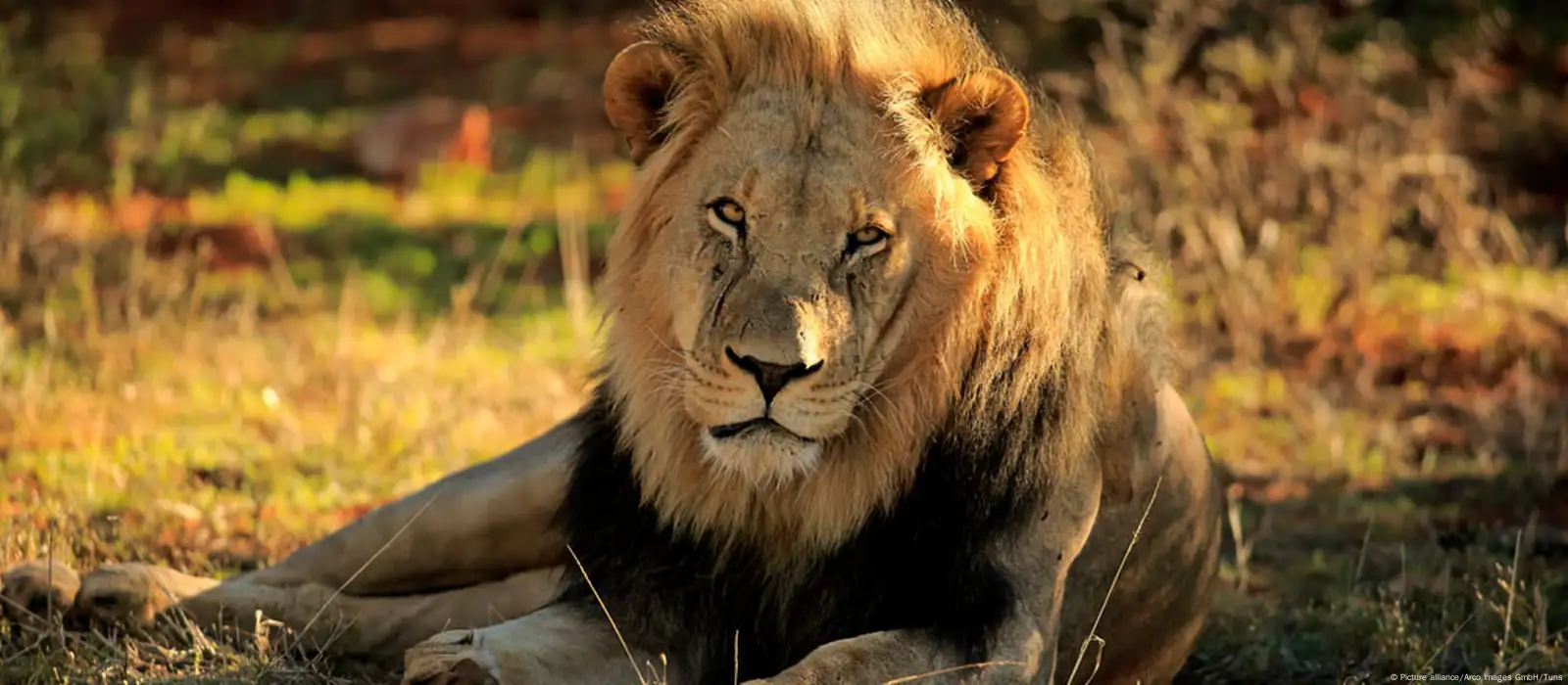 West African Lions Recovering from the Brink