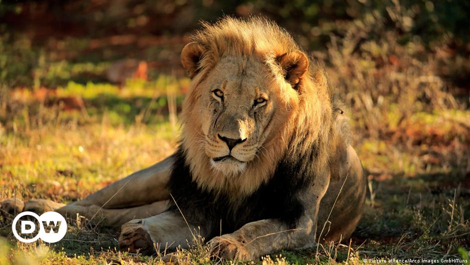 Desaparecerán pronto los leones? | Ecología | DW 