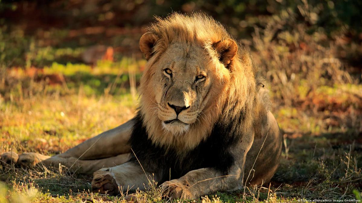 No chance for Africa's lions? – DW – 10/27/2015