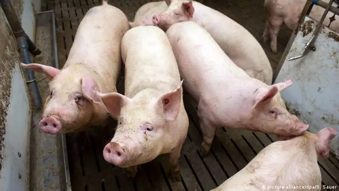 Deutschland Mastbetrieb in Zemmin - Schweinefleisch