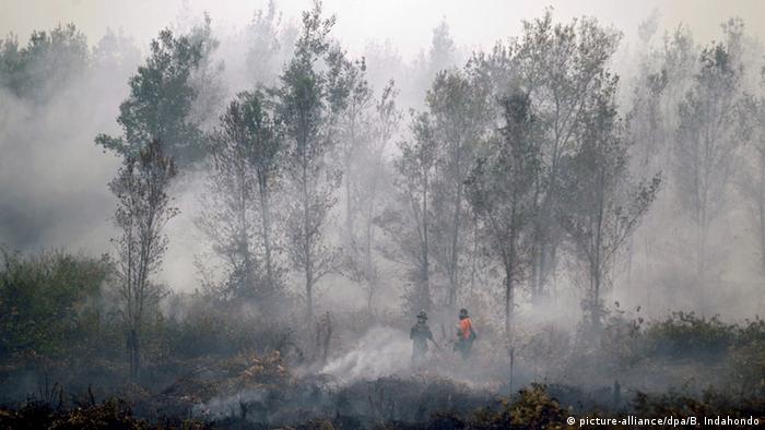 Contoh Kalimat Fakta Tentang Kebakaran Hutan / Teks
