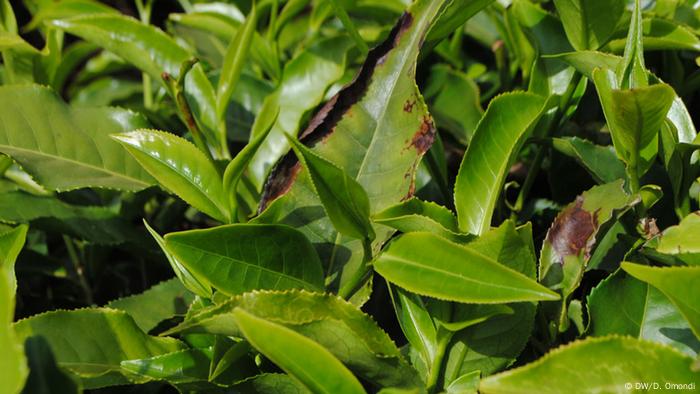Frost-damaged tea leaves in Kenya (Photo: Diana Omondi)