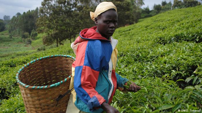Alice Muthoni in tea fields of central Kenya with basket on back (Photo: Diana Omondi)