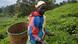 Alice Muthoni in tea fields of central Kenya with basket on back (Photo: Diana Omondi) Alice Muthoni in tea fields of central Kenya with basket on back (Photo: Diana Omondi)