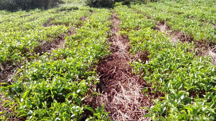 Mulched rows of tea leaves in central Kenya (Photo: Diana Omondi)
