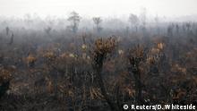 30.10.2015 *****A general view of land recently burned and now for sale is seen west of Palangkaraya, Central Kalimantan, Indonesia October 30, 2015. Often deliberately set by plantation companies and smallholders, the fires have been burning for weeks in the forests and carbon-rich peat lands of Sumatra and Kalimantan islands. The national disaster management agency said it expected the fires to be completely extinguished by the end of November or early December. Haze-hit provinces have begun seeing rainfall, which authorities hope will help government efforts to combat the fires. REUTERS/Darren Whiteside Copyright: Reuters/D. Whiteside