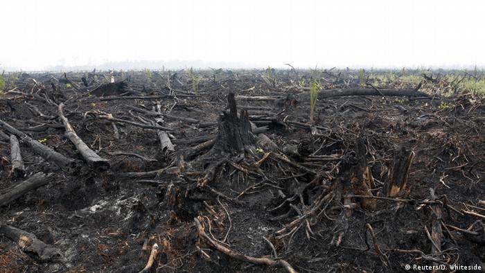 Bagaimana cara memulihkan hutan dan lahan yang rusak
