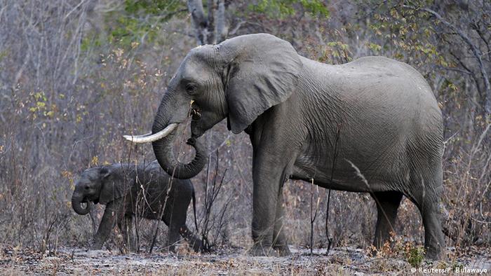 BdW Global Ideas Bild der Woche KW 45/2015 Elefant Simbabwe 