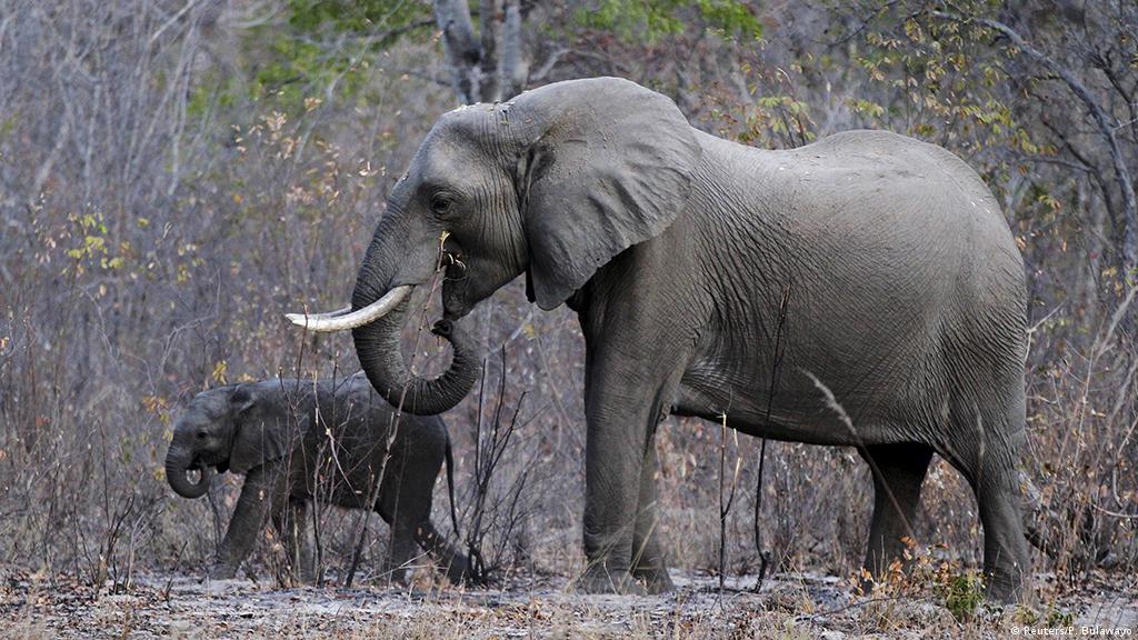 Wie Afrikas Elefanten Verschwinden Top Thema Lektionen Dw 13 09 2016