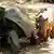 Kenia Riesenschildkröte adoptiert kleines Flusspferd