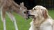 Großbritannien Golden Retriever adoptiert junges Reh Großbritannien Golden Retriever adoptiert junges Reh