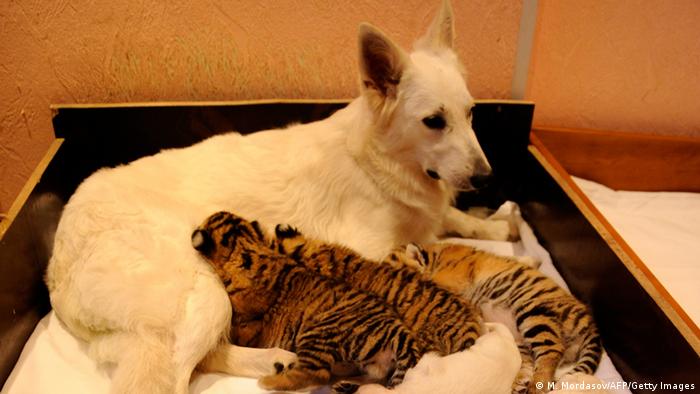 Russland Schäferhund adoptiert Tiger-Babys (M. Mordasov/AFP/Getty Images)