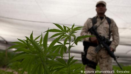 Mexiko Marijuana Plantage