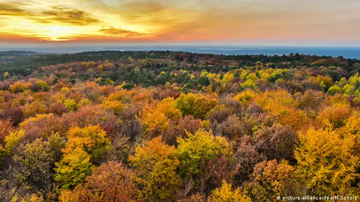 Herbstsonne über einem Buchenwald (picture-alliance/dpa/M.Scholz)