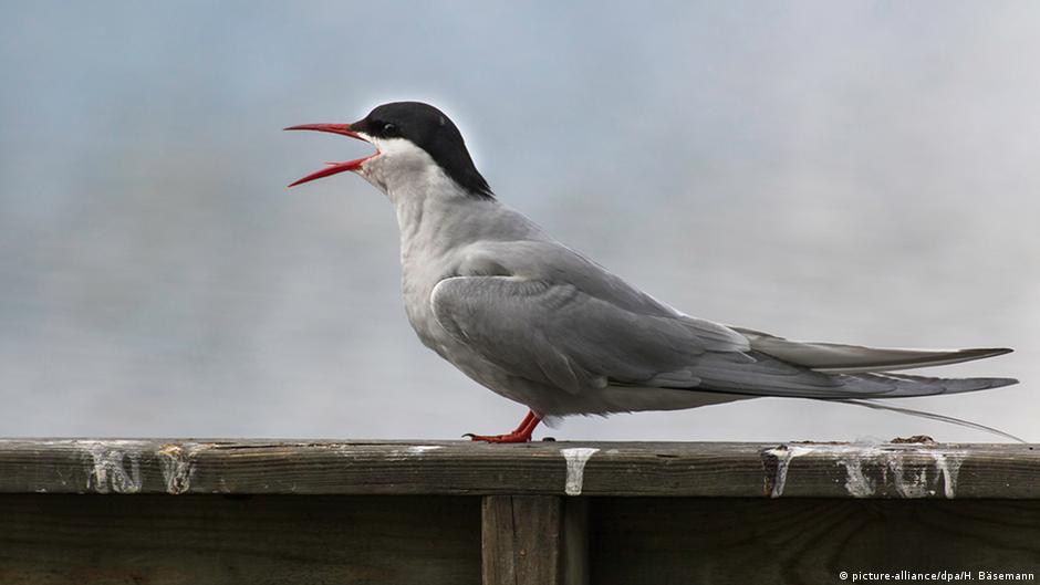 Wanderlust Why We Need More Protection For Migratory Animals Global Ideas Dw 28 10 2020