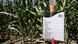 Argentinien Monsanto Maisfeld Argentinien Monsanto Maisfeld